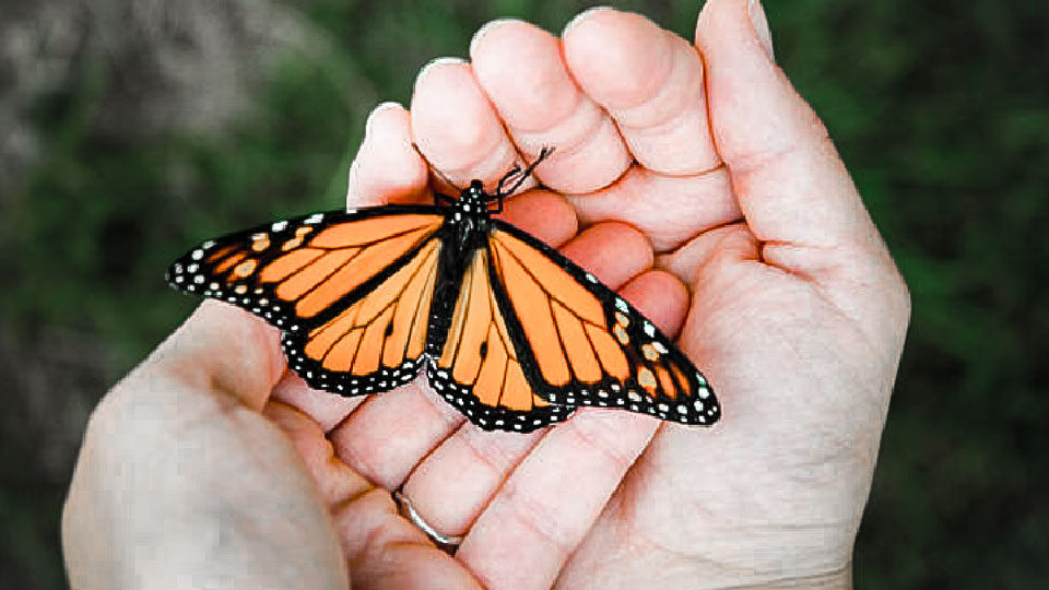 Butterfly Release Image